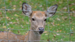 roe-deer-177947_1920